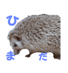 ハリネズミのファーリス（個別スタンプ：2）