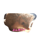 ハリネズミのファーリス（個別スタンプ：6）