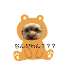 ヨーキーちび丸くん1（個別スタンプ：8）