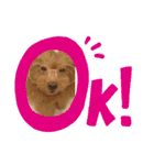 僕はちゃま（個別スタンプ：11）