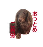 ミニチュアダックスのはるくん（個別スタンプ：8）