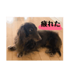 ミニチュアダックスのはるくん（個別スタンプ：11）