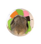 うさぎはるくん（個別スタンプ：1）
