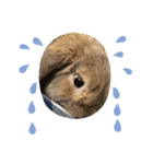 うさぎはるくん（個別スタンプ：3）