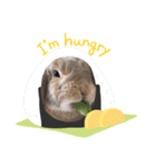 うさぎはるくん（個別スタンプ：13）