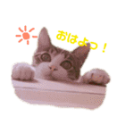 ちょびの1日（個別スタンプ：1）