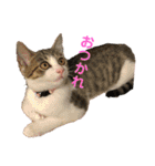 ちょびの1日（個別スタンプ：7）