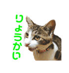 ちょびの1日（個別スタンプ：8）
