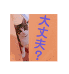ちょびの1日（個別スタンプ：12）