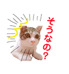 ちょびの1日（個別スタンプ：13）
