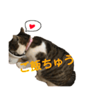 ちょびの1日（個別スタンプ：19）