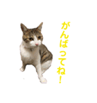 ちょびの1日（個別スタンプ：23）