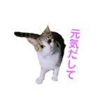 ちょびの1日（個別スタンプ：25）