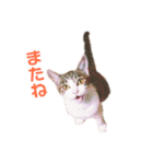 ちょびの1日（個別スタンプ：26）