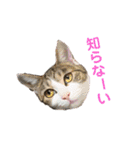 ちょびの1日（個別スタンプ：31）