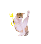 ちょびの1日（個別スタンプ：32）