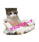 ちょびの1日（個別スタンプ：34）