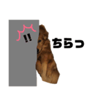 ミニチュアダックス   ロン君の日常（個別スタンプ：6）