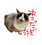 イロニャの日々（個別スタンプ：4）
