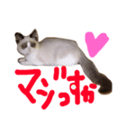 イロニャの日々（個別スタンプ：7）