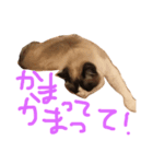 イロニャの日々（個別スタンプ：8）