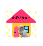 私の宝物  シロちゃん（個別スタンプ：1）