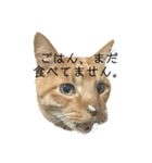 ちゃっと（個別スタンプ：1）