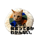 ちゃっと（個別スタンプ：5）