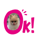 Pome's stickers 24（個別スタンプ：1）
