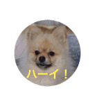 Pome's stickers 24（個別スタンプ：4）
