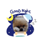 Pome's stickers 24（個別スタンプ：5）
