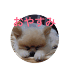 Pome's stickers 24（個別スタンプ：6）