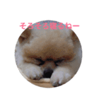 Pome's stickers 24（個別スタンプ：7）