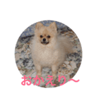 Pome's stickers 24（個別スタンプ：8）