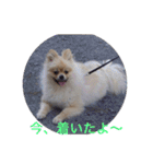Pome's stickers 24（個別スタンプ：9）