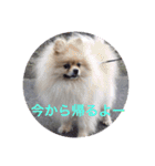 Pome's stickers 24（個別スタンプ：10）