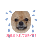 Pome's stickers 24（個別スタンプ：11）