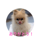 Pome's stickers 24（個別スタンプ：12）