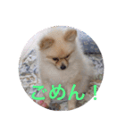 Pome's stickers 24（個別スタンプ：14）