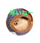 Pome's stickers 24（個別スタンプ：15）