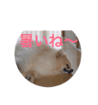 Pome's stickers 24（個別スタンプ：16）