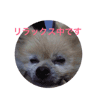 Pome's stickers 24（個別スタンプ：17）