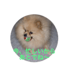 Pome's stickers 24（個別スタンプ：18）