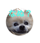 Pome's stickers 24（個別スタンプ：19）