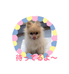 Pome's stickers 24（個別スタンプ：20）