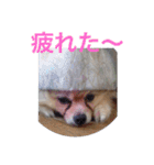 Pome's stickers 24（個別スタンプ：21）