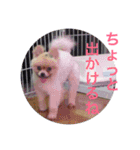 Pome's stickers 24（個別スタンプ：22）