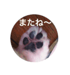 Pome's stickers 24（個別スタンプ：23）