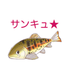 釣りガールとゆかいなお魚たち（個別スタンプ：27）