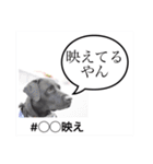世界一おバカなラブラドール 2（個別スタンプ：5）
